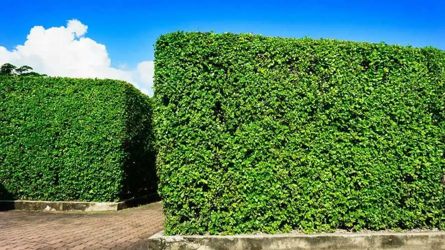 绿化工程割草机