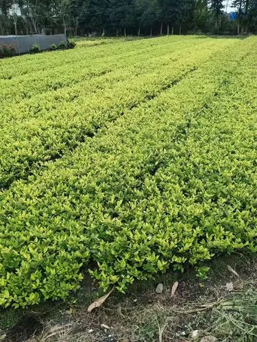 青台幼儿园绿化及美化工程
